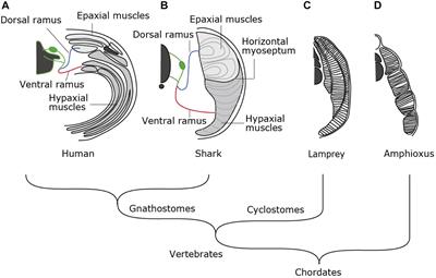 Developmental Evolution of Hypaxial Muscles: Insights From Cyclostomes and Chondrichthyans